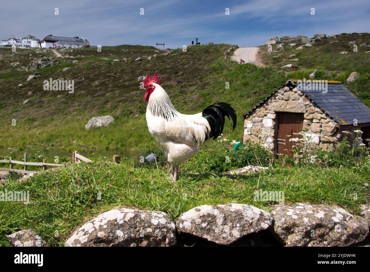 Hahn in Lands End, England, Cornwall, Hahn in Lands End Stockfoto