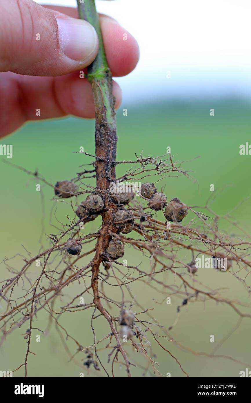 Stickstofffixierende Knoten an Wurzeln von Hülsenfrüchten, Sojabohnen durch Bakterium Rhizobium. Stockfoto