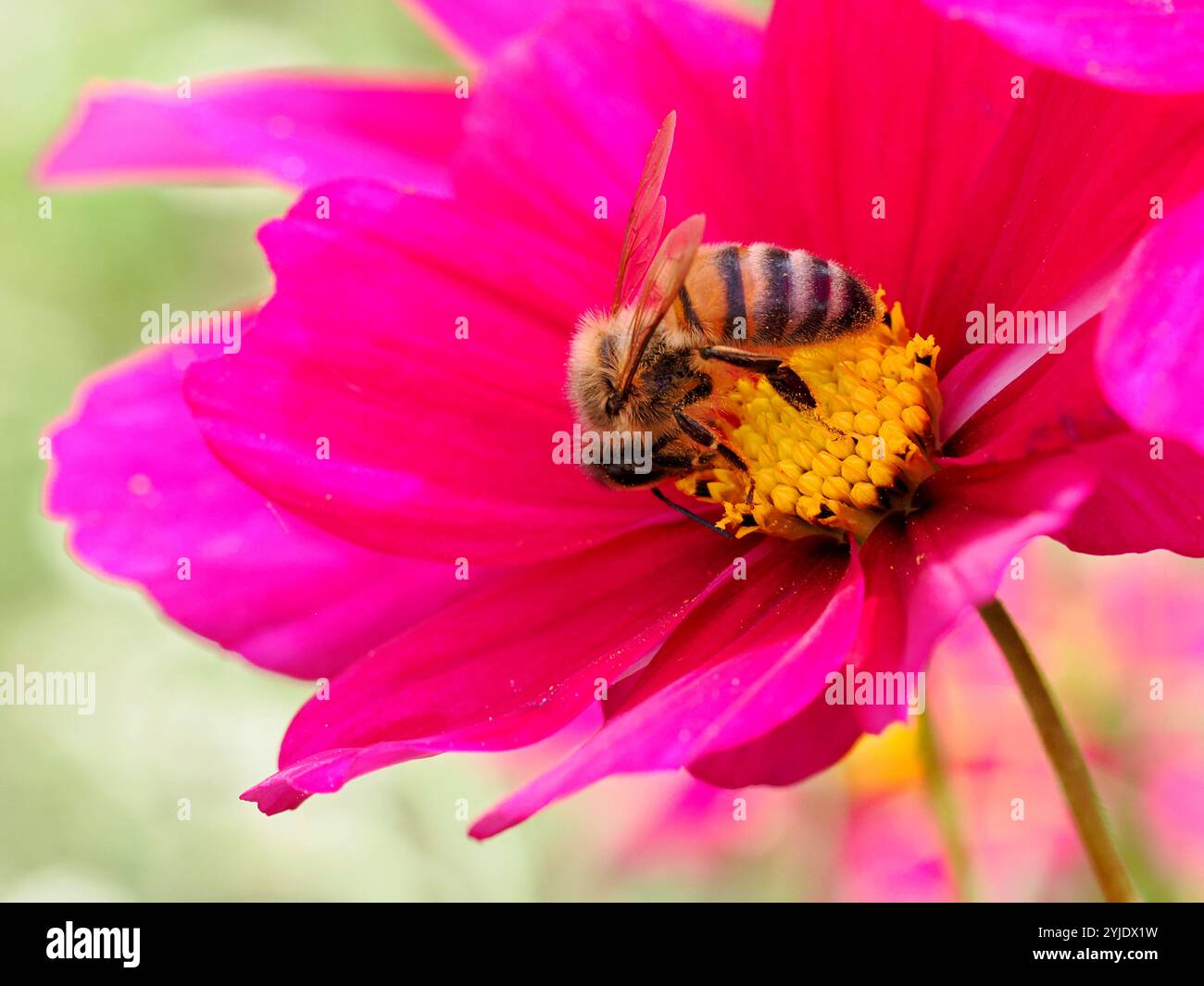 Makro der Honigbiene (APIs), die sich an roten Kosmos-Blüten ernährt Stockfoto