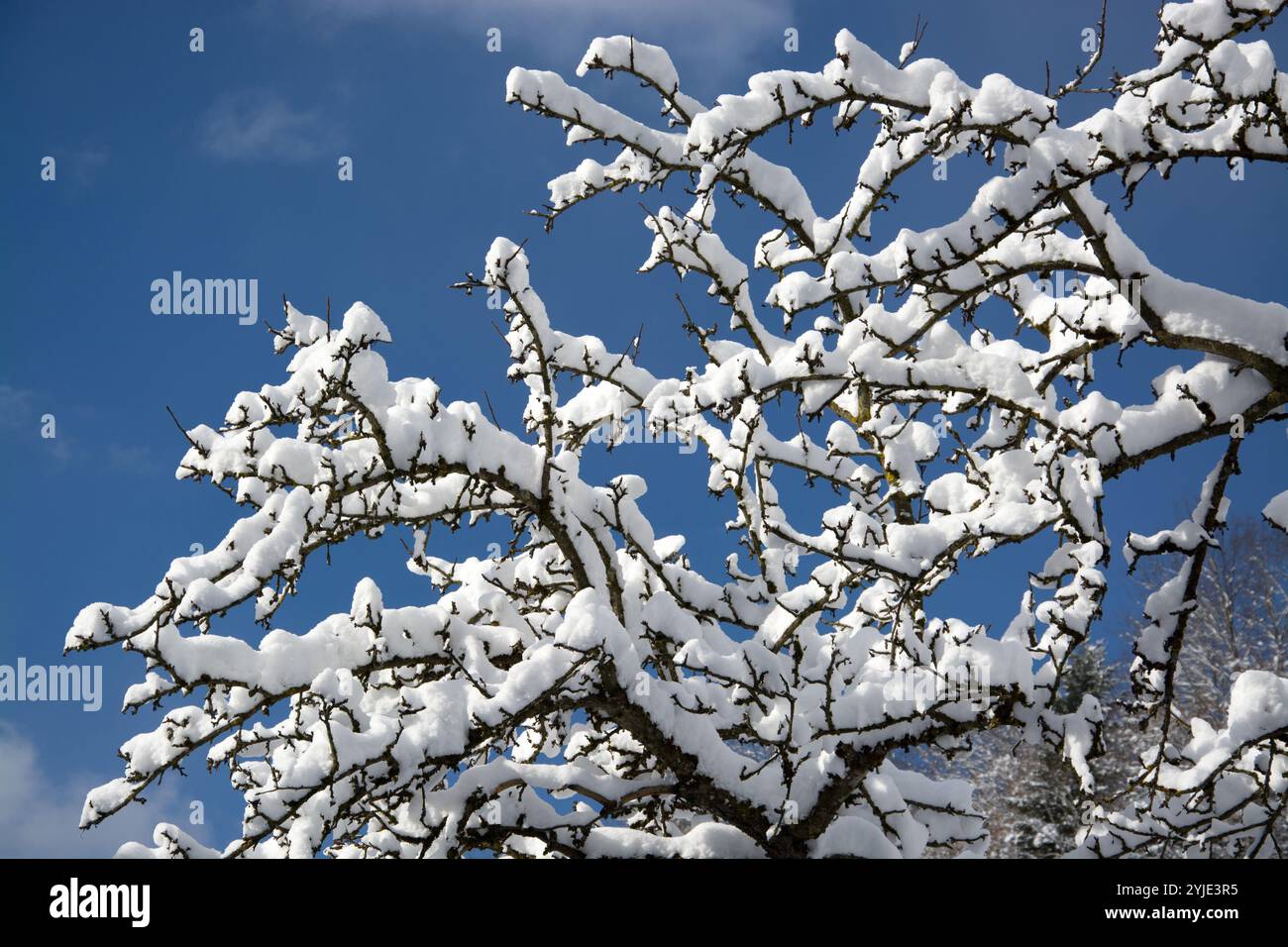 Schneebedeckter Baum fotografiert im April in Österreich., Verschneiter Baum fotografiert im April in Österreich. Stockfoto