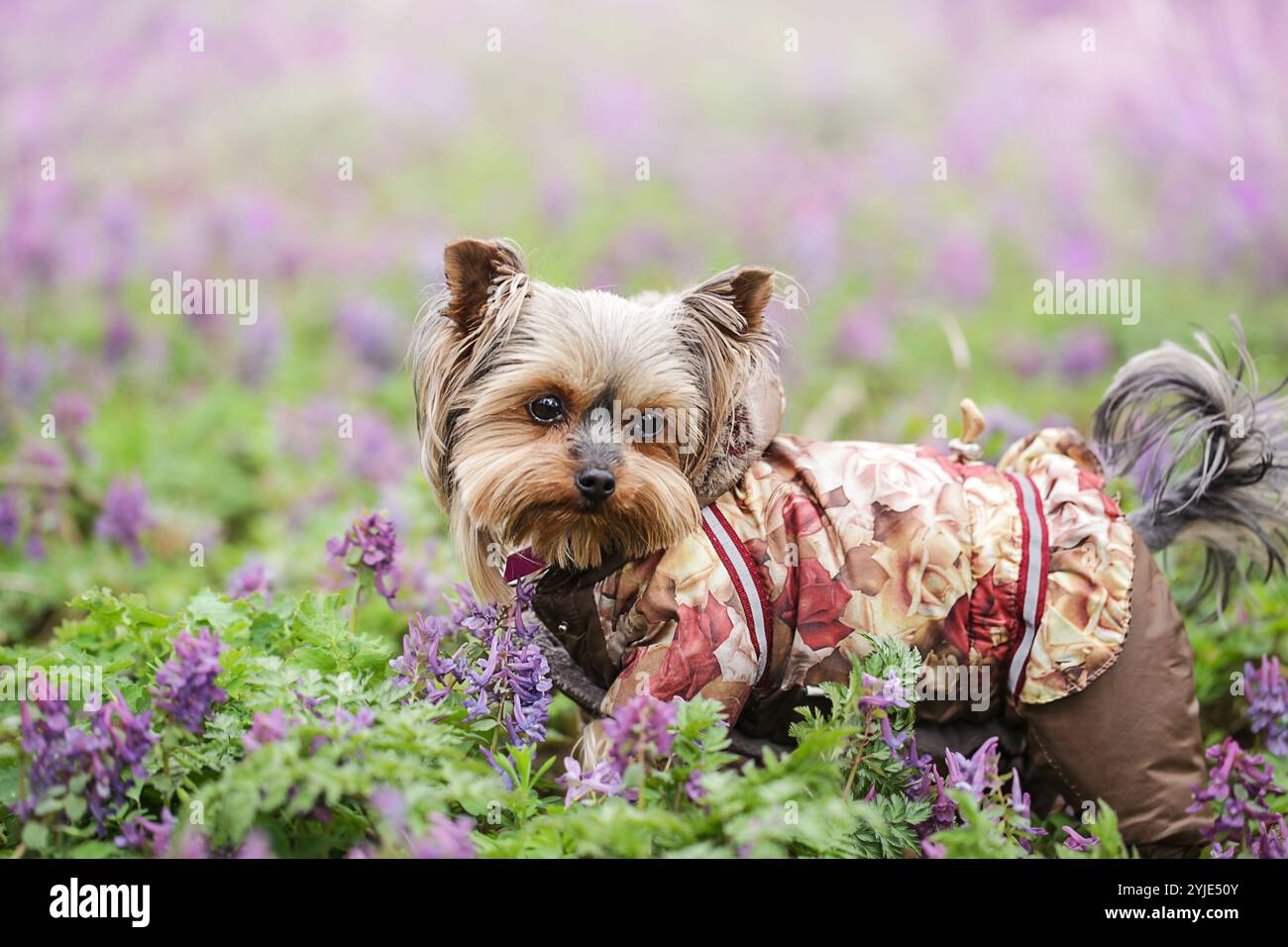Pelz Hoodie kleine Hundemäntel für Winter Haustier Kleidung Jacke. Yorkshire Terrierhund auf dem Hintergrund der Frühlingsblumen im Wald Stockfoto