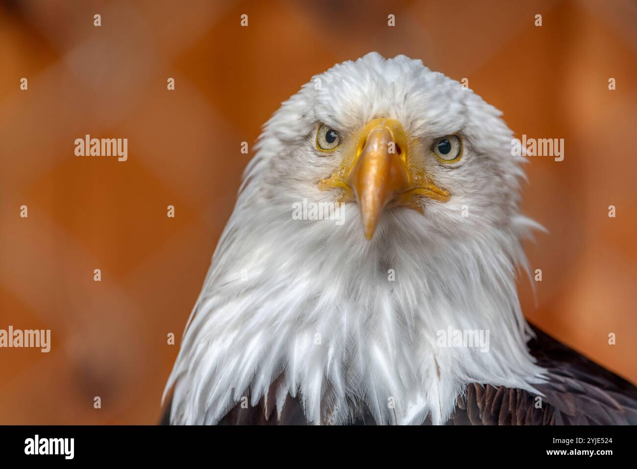 Das ist ein reifer amerikanischer Weißkopfseeadler von der National Foundation to Protect America's Eagles. Sein Name ist Challenger. Er zeigt seinen Oberkörper mit h Stockfoto