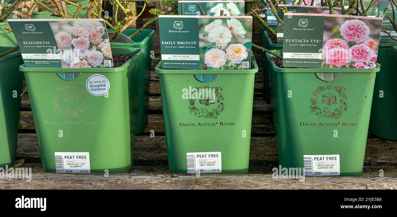David Austin Rosen zum Verkauf in einem Gartencenter in Töpfen mit torffreiem Kompost gepflanzt, England, Großbritannien. Konzept: Nachhaltige Gartenarbeit, Nachhaltigkeit Stockfoto