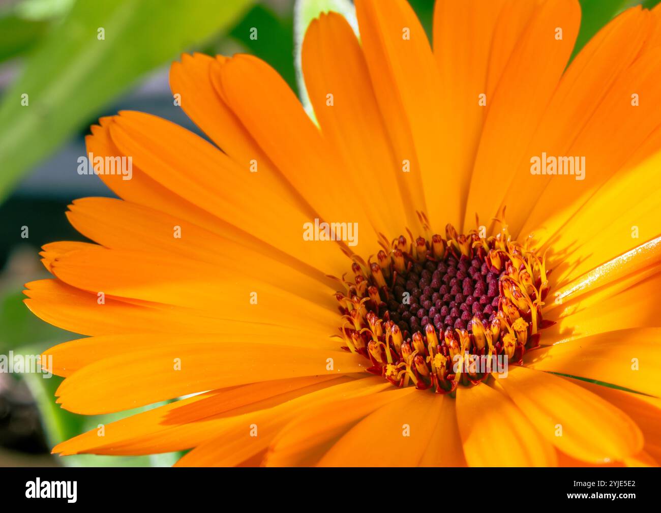Nahaufnahme einer leuchtenden Orange Gänseblümchenblume Stockfoto