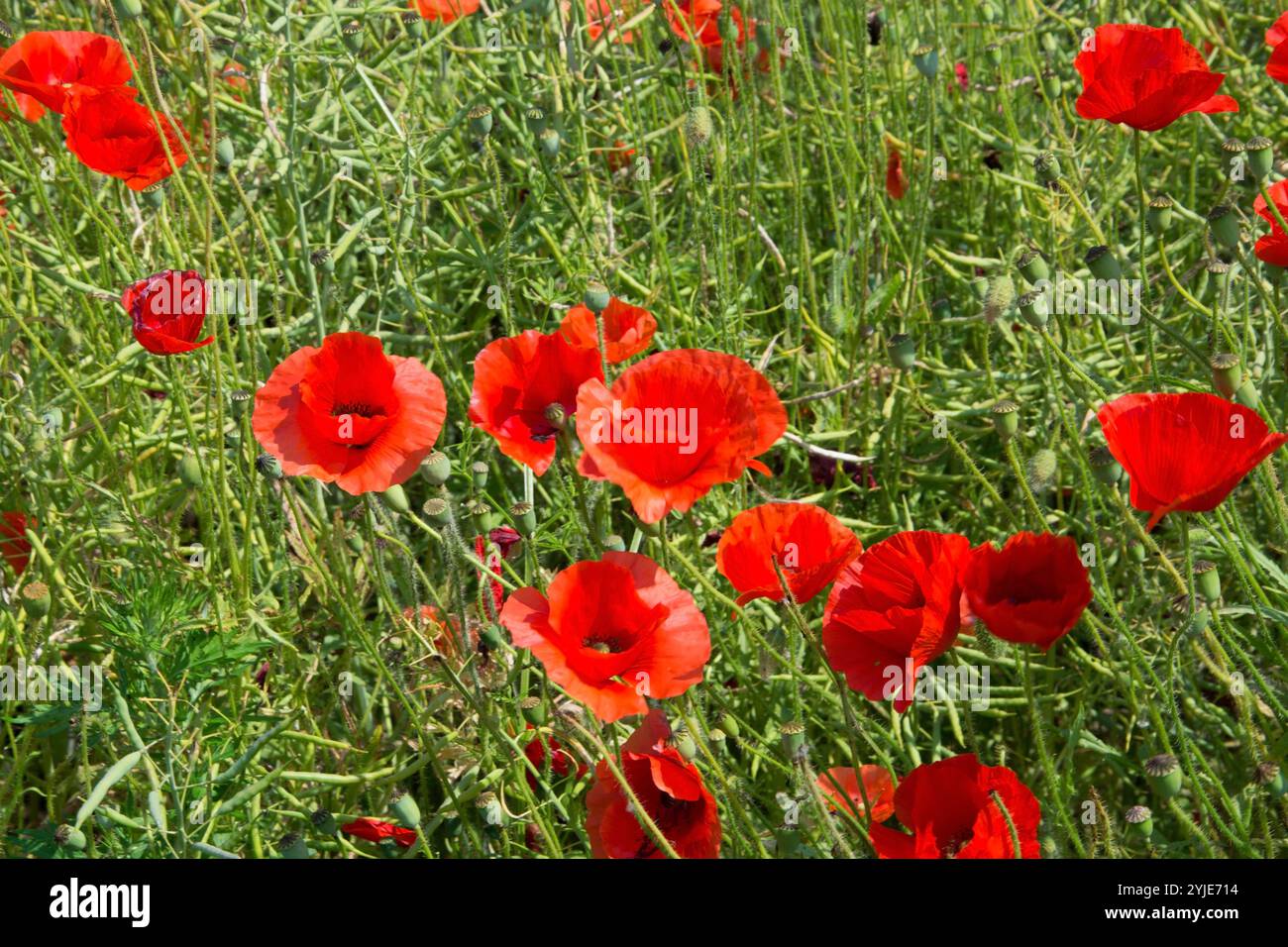 Mohnfeld im Sommer in Schweden. Feld mit Mohnblumen im Sommer in Schweden. Stockfoto