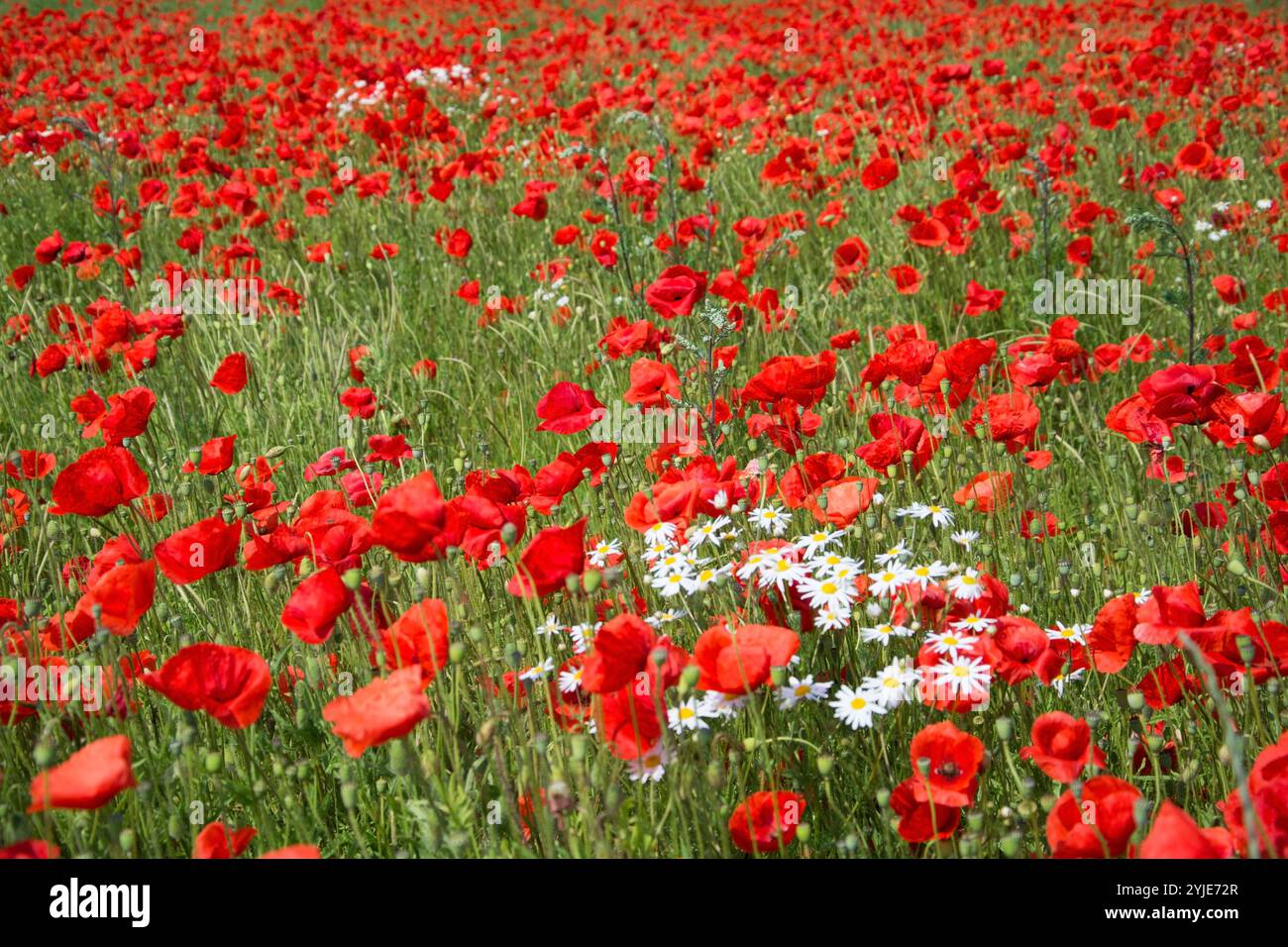 Mohnfeld im Sommer in Schweden. Feld mit Mohnblumen im Sommer in Schweden. Stockfoto