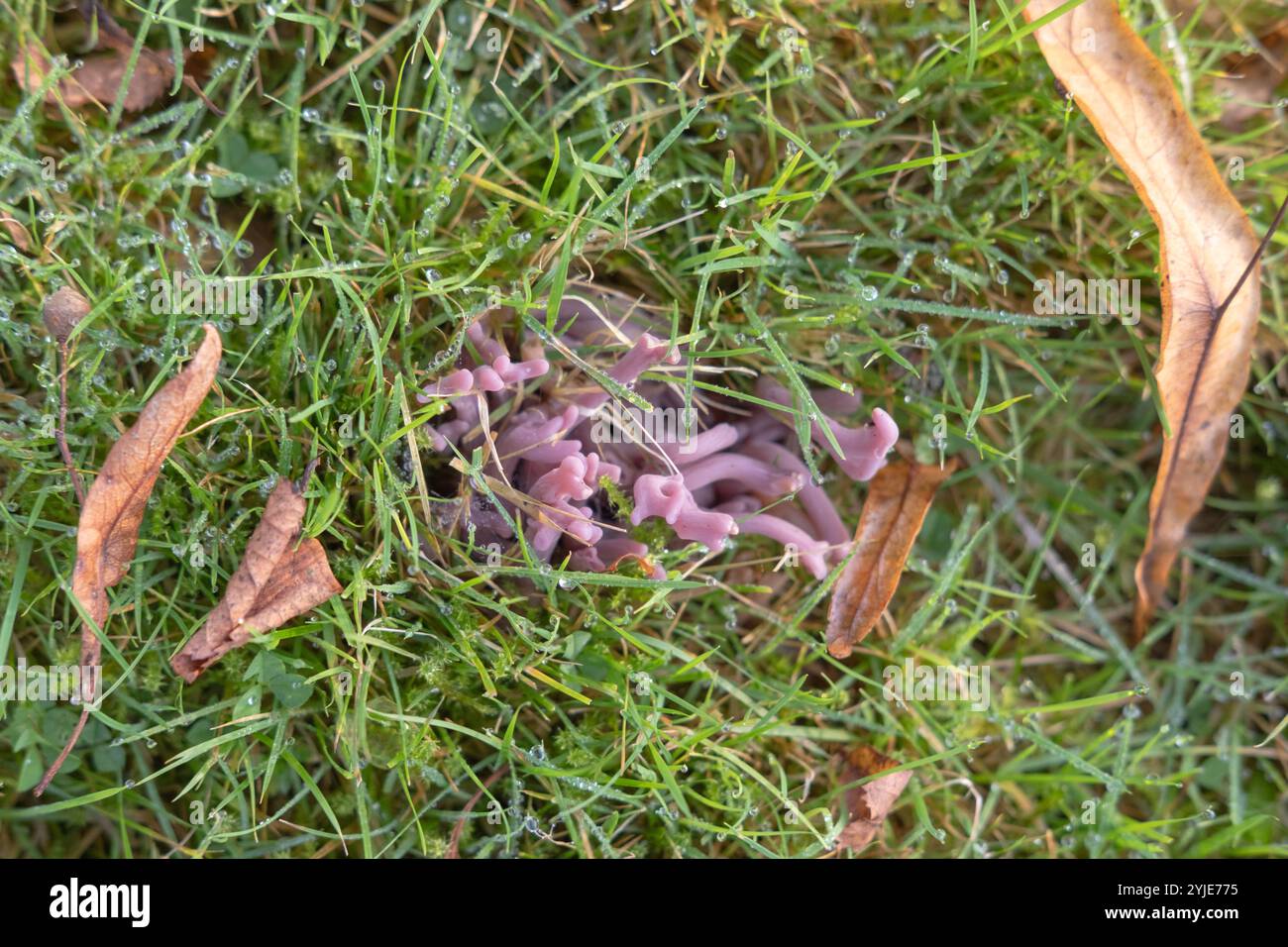 Ungewöhnlicher Violet Coral Pilz, Clavaria zollingeri, der in einem Gebiet von feuchtem Gras und Wald, Dumfries und Galloway, Südwesten Schottlands, gefunden wurde. Stockfoto