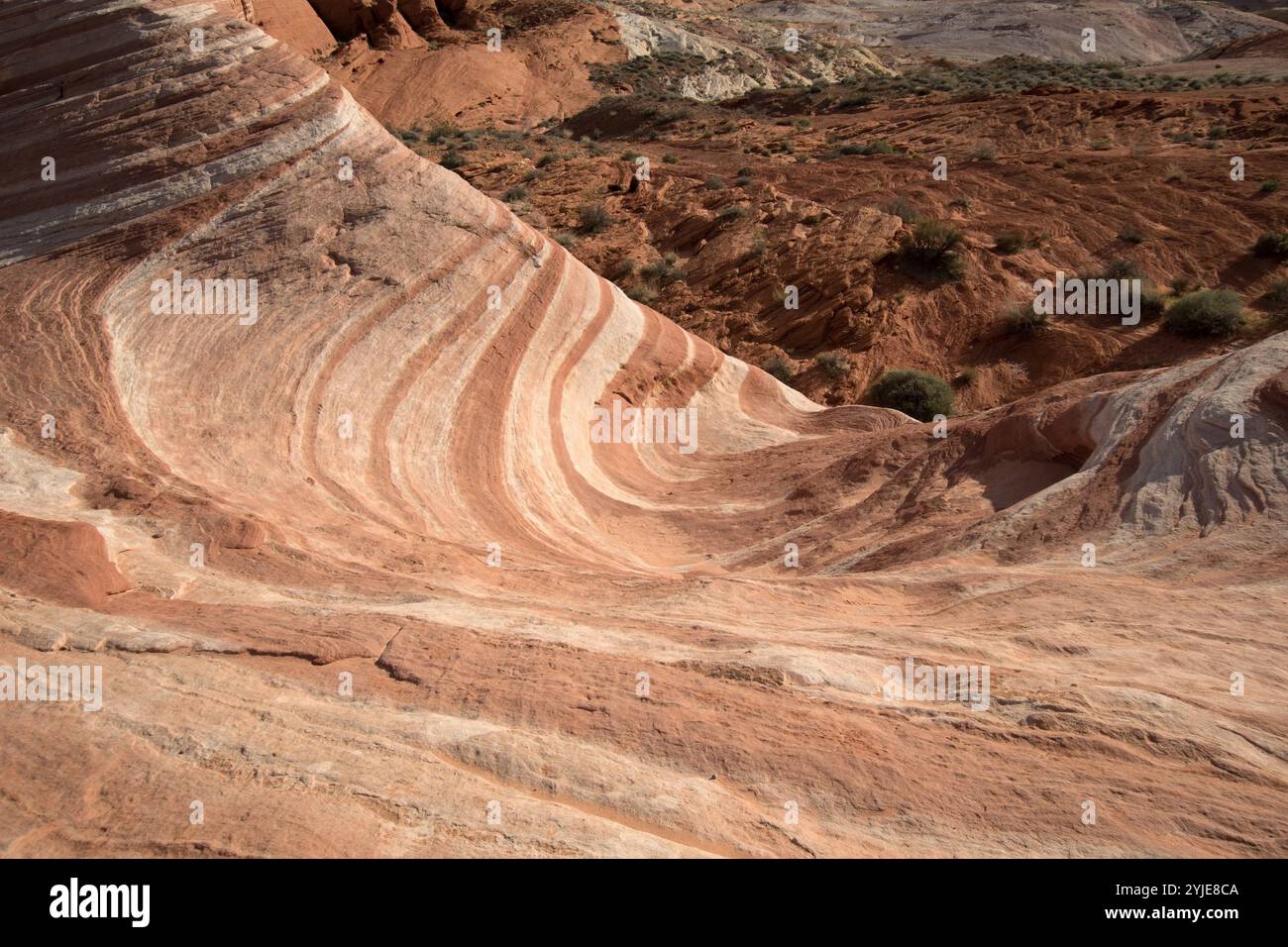 Die Feuerwelle im Valley of Fire, Nevadas ältester und größter State Park. Die Feuerwelle im Valley of Fire, der älteste und größte State P Stockfoto