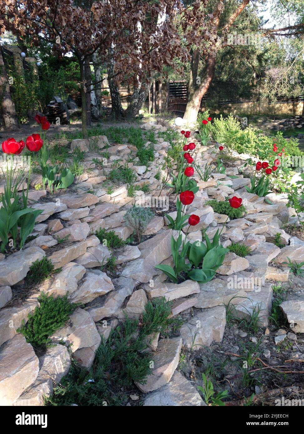 Wunderschöne rote Tulpen in einer Landschaft des Rocky Garden Stockfoto