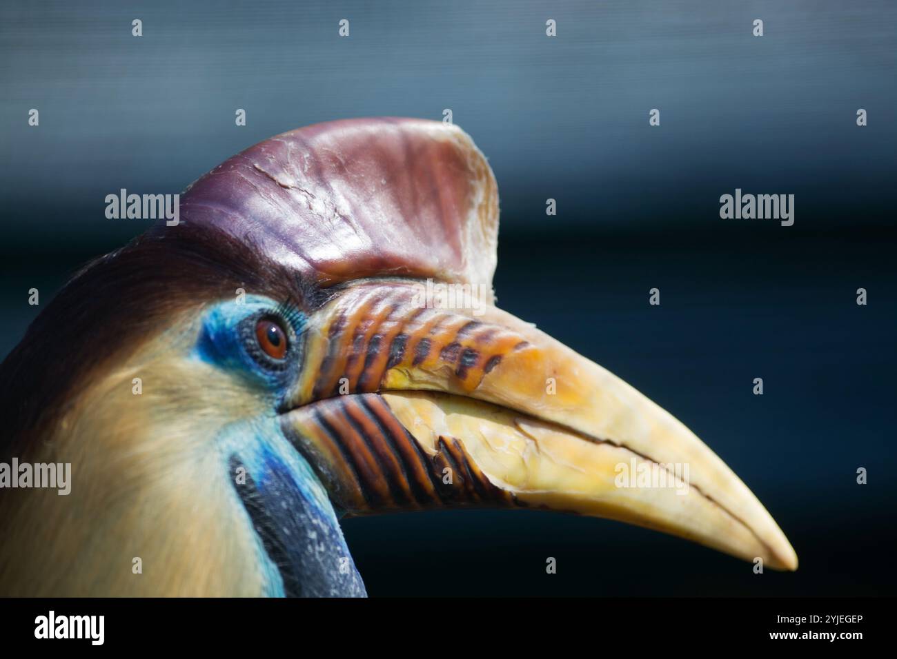 Helmhornvogel, lateinisch Aceros cassidix., Helmhornvogel, lateinsch Aceros cassidix genannt. Stockfoto