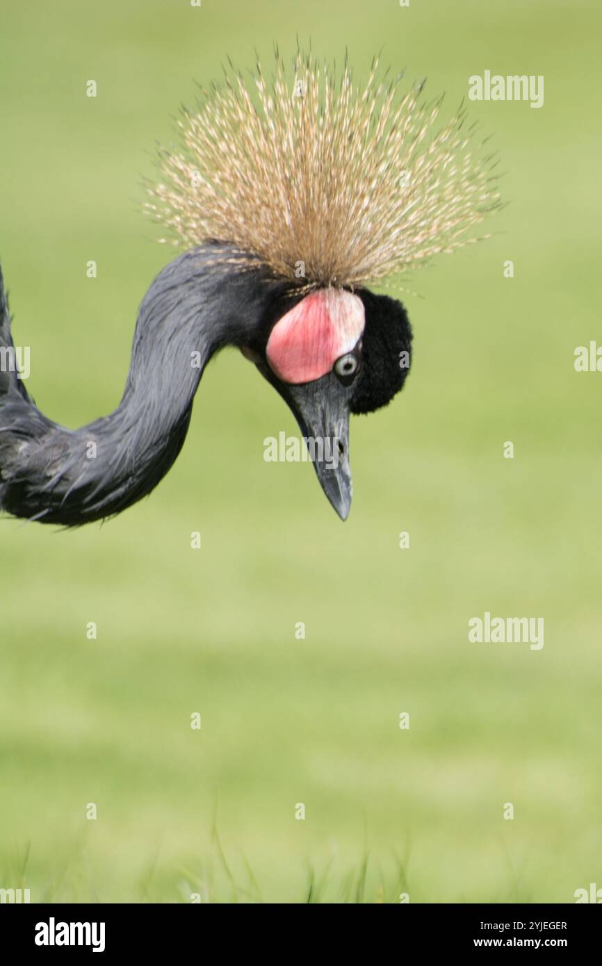 Kronenkranich, lateinisch Balearica pavonina., Kronenkranich, lateinisch Balearica pavonina genannt. Stockfoto