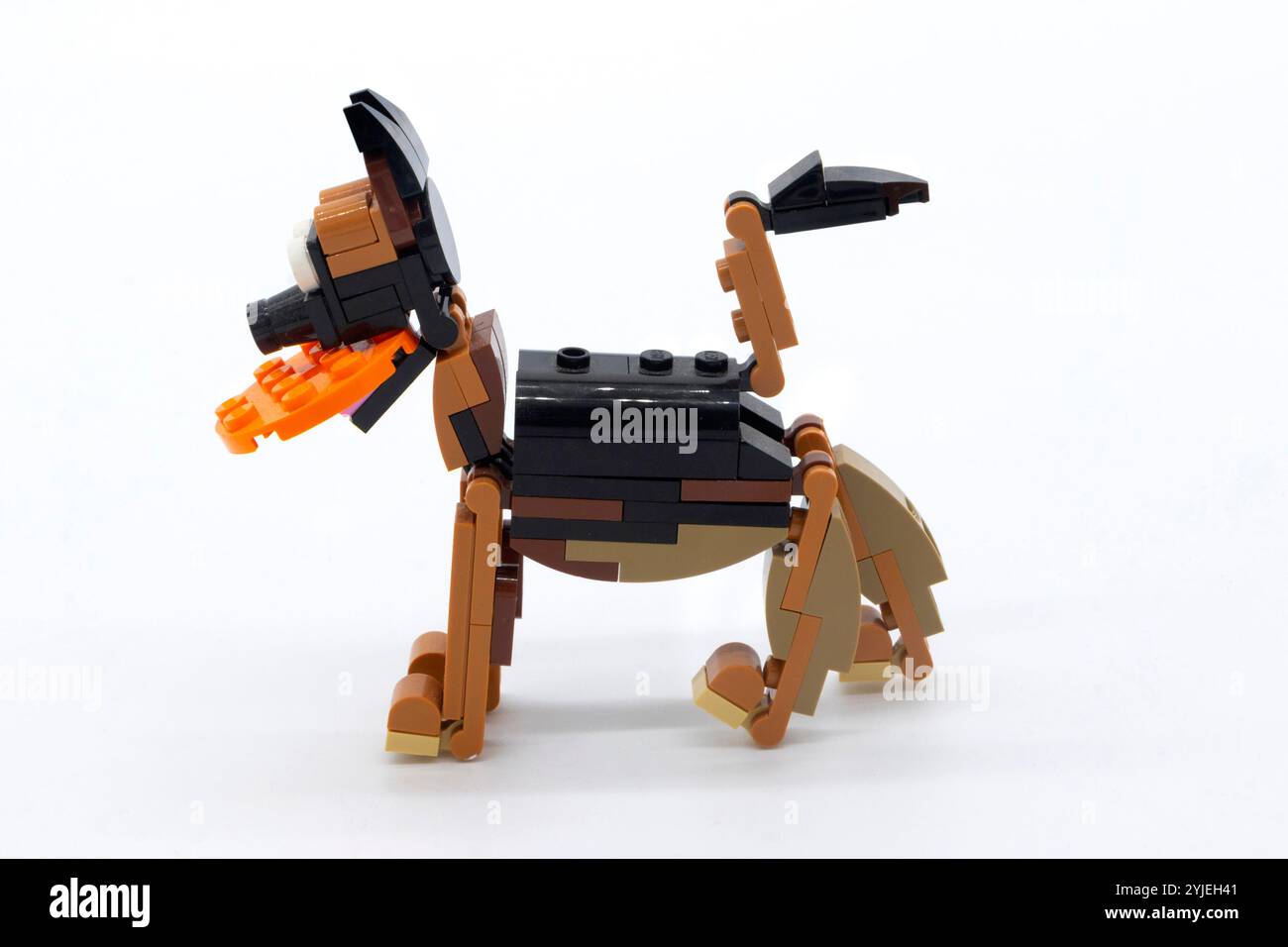 das lego-Spielzeug aus Kunststoff hält Frisbee im Mund und wackelnder Schwanz Stockfoto