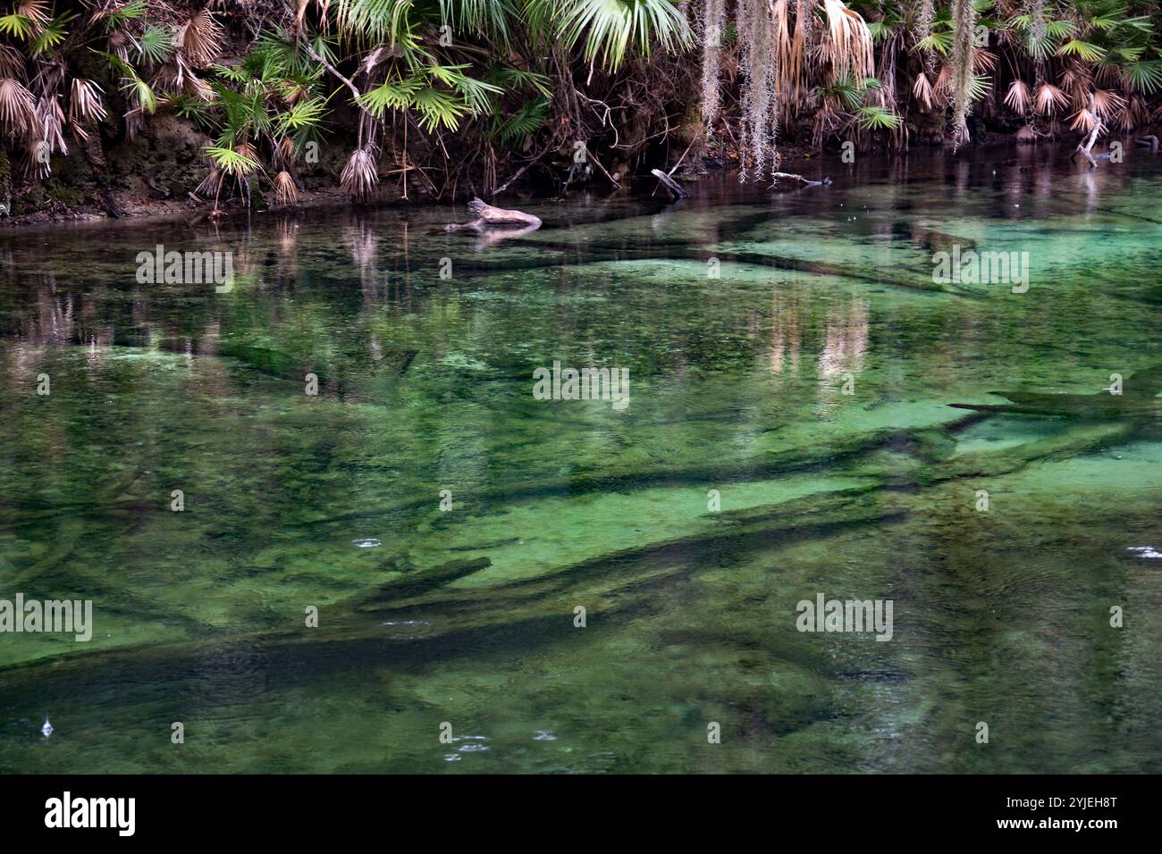 Der Blue Spring State Park bietet einzigartige subtropische Hartholzwälder, Murraya-Kiefernsträucher und saisonal überflutete Sumpfwälder und Sumpfgebiete. Stockfoto