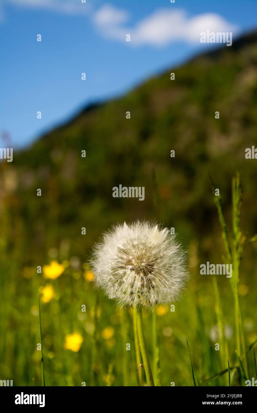 Gewöhnlicher Löwenzahn, lateinischer Name Taraxacum Sekt Ruderalia., Gewöhnliche Löwenzahn, lateinisch genanntTaraxacum sect. Ruderalia. Stockfoto