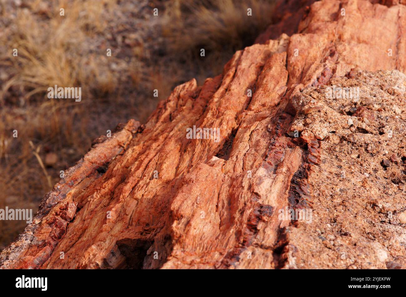 Der Petrified-Forest-Nationalpark ist ein Nationalpark der V Stockfoto