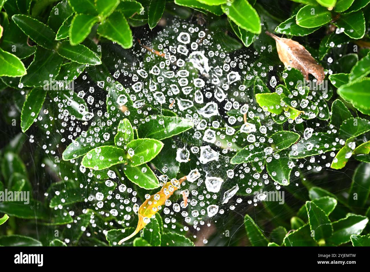 Regentropfen auf Spinnennetz im Euonymus Strauchgarten UK Oktober Stockfoto