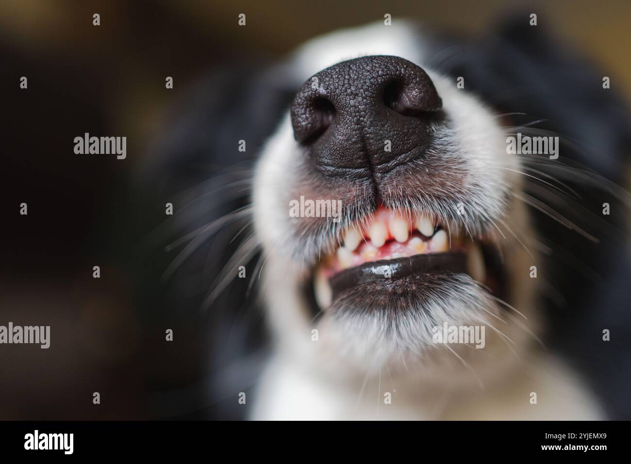 Gefährlicher wütender Hund. Aggressiver Welpen mit Collie und Zähnen, die aggressiv gefährlich aussehen. Wächter knurrender gruseliger Hund bereit für Angriff. Mit Tollwut infiziertes Haustier. Stockfoto