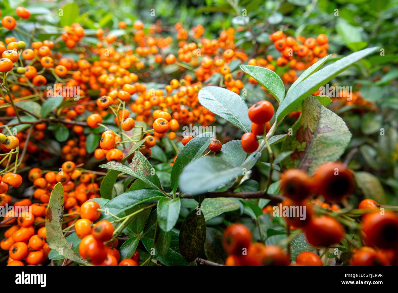 Nahaufnahme eines scharlachroten Feuerdornstrauchs (Pyracantha coccinea) mit Haufen von leuchtenden Orangenbeeren Stockfoto