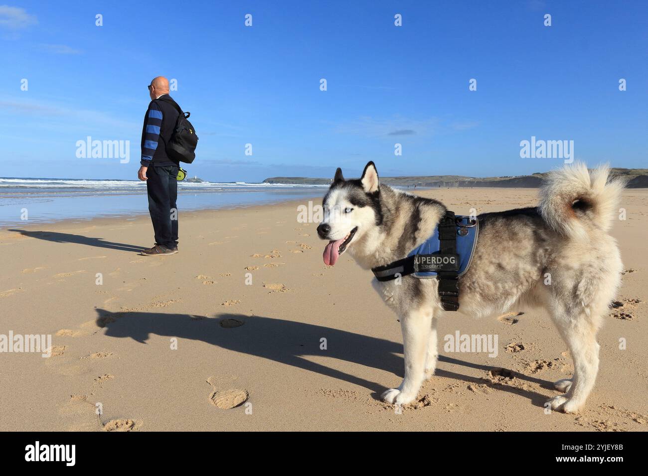 Sibirischer Husky Hund und Mann mit Blick aufs Meer am einsamen Strand, Cornwall, Großbritannien. Schöner Tag am Strand mit klarem blauem Himmel und langen Schatten Stockfoto