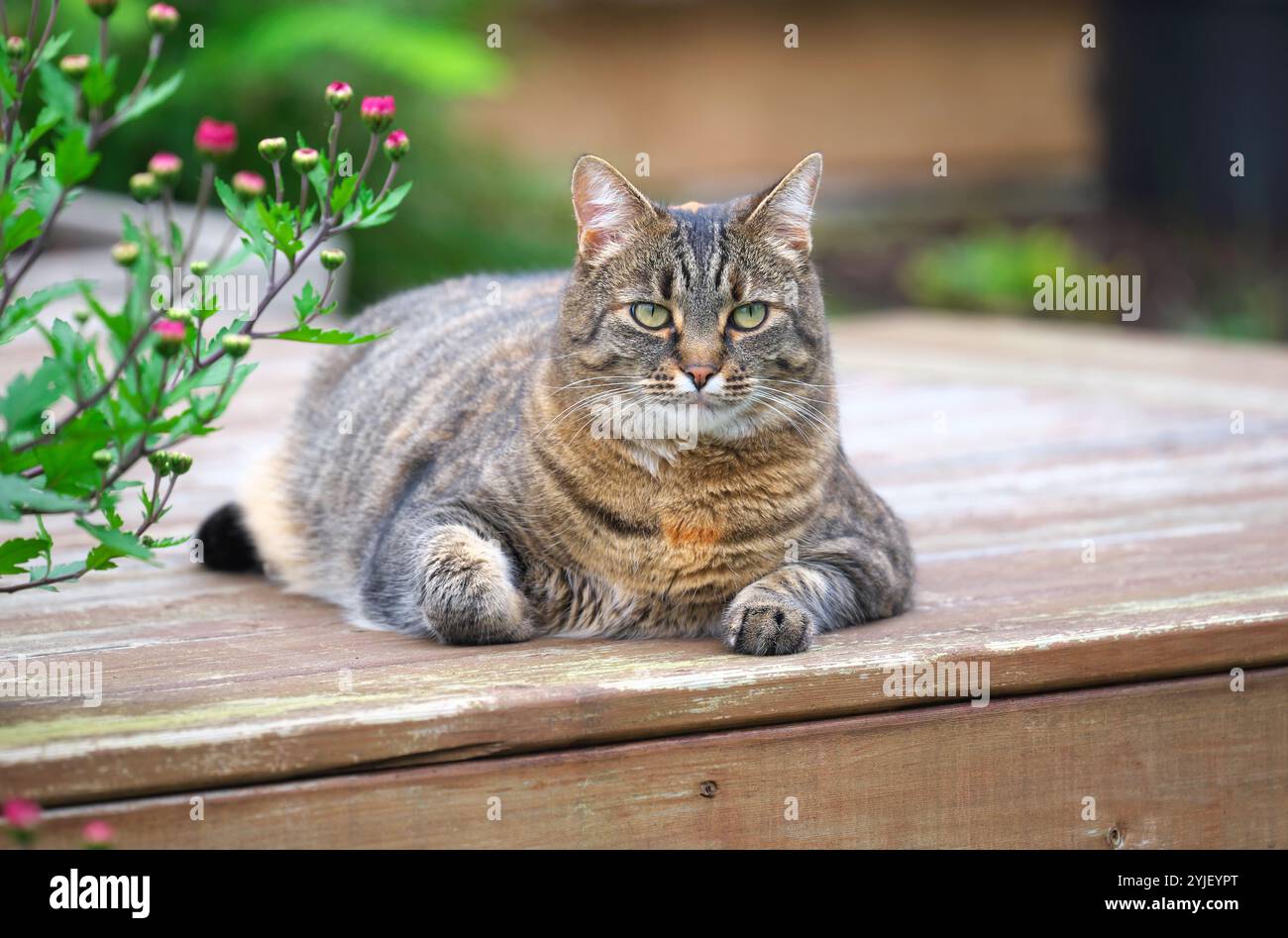 Tabby Cat (Felis catus) - liegt auf einer Holzterrasse mit Blick auf die Kamera und Chrysanthemen wachsen an der Seite. Stockfoto