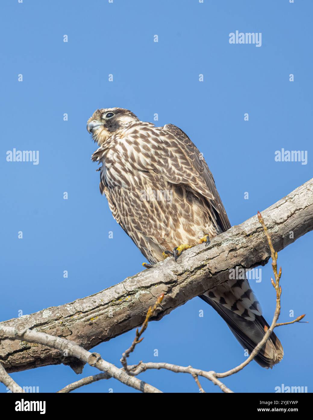 Nahaufnahme Peregrine Falke an einem Baumarm Stockfoto