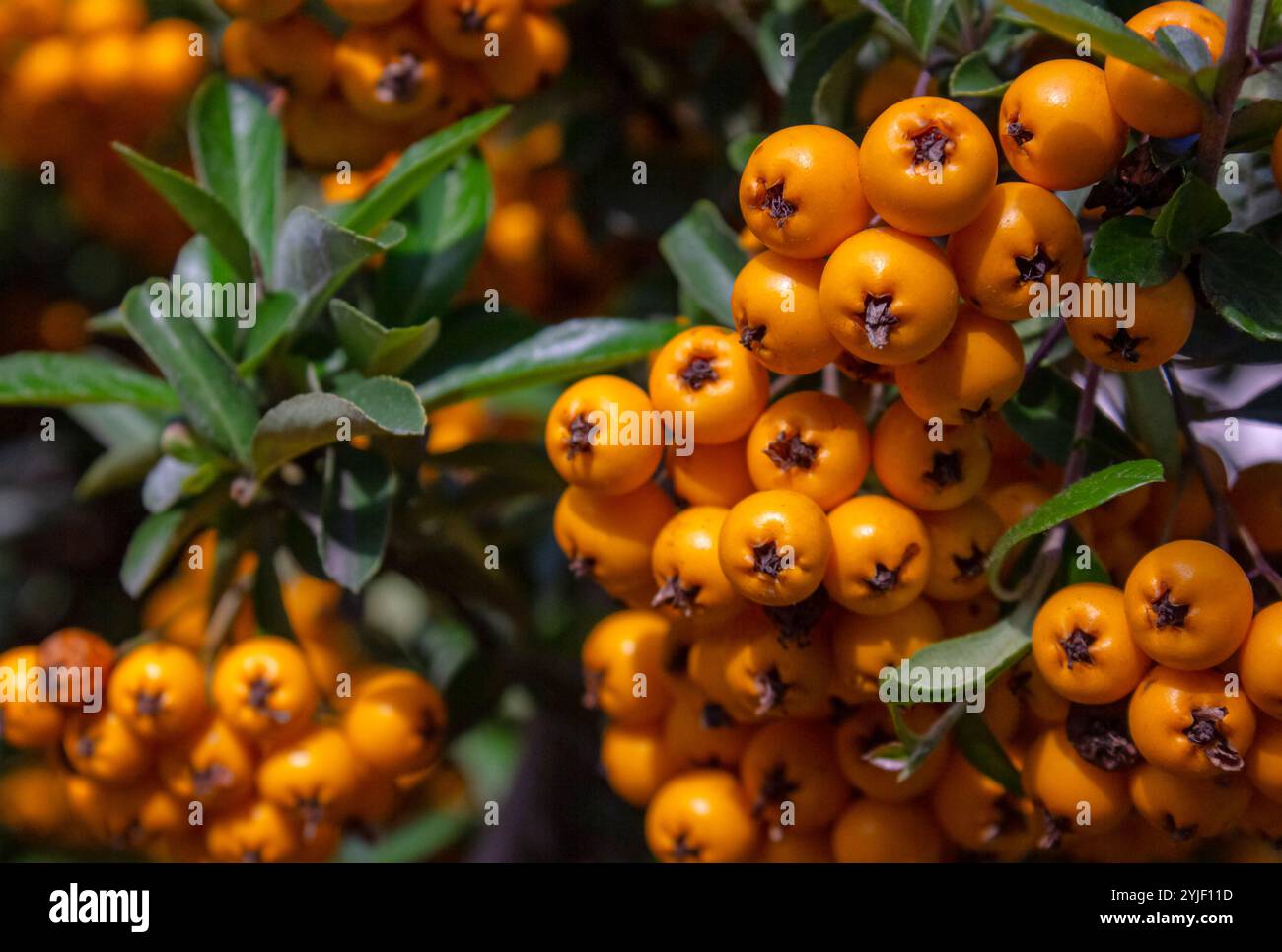 Nahaufnahmehünden von Orange Berry Pyracantha coccinea im Herbstgarten. Orangenfrüchte aus der Gattung Firethorn des Dornstrauchs aus Rosa Stockfoto