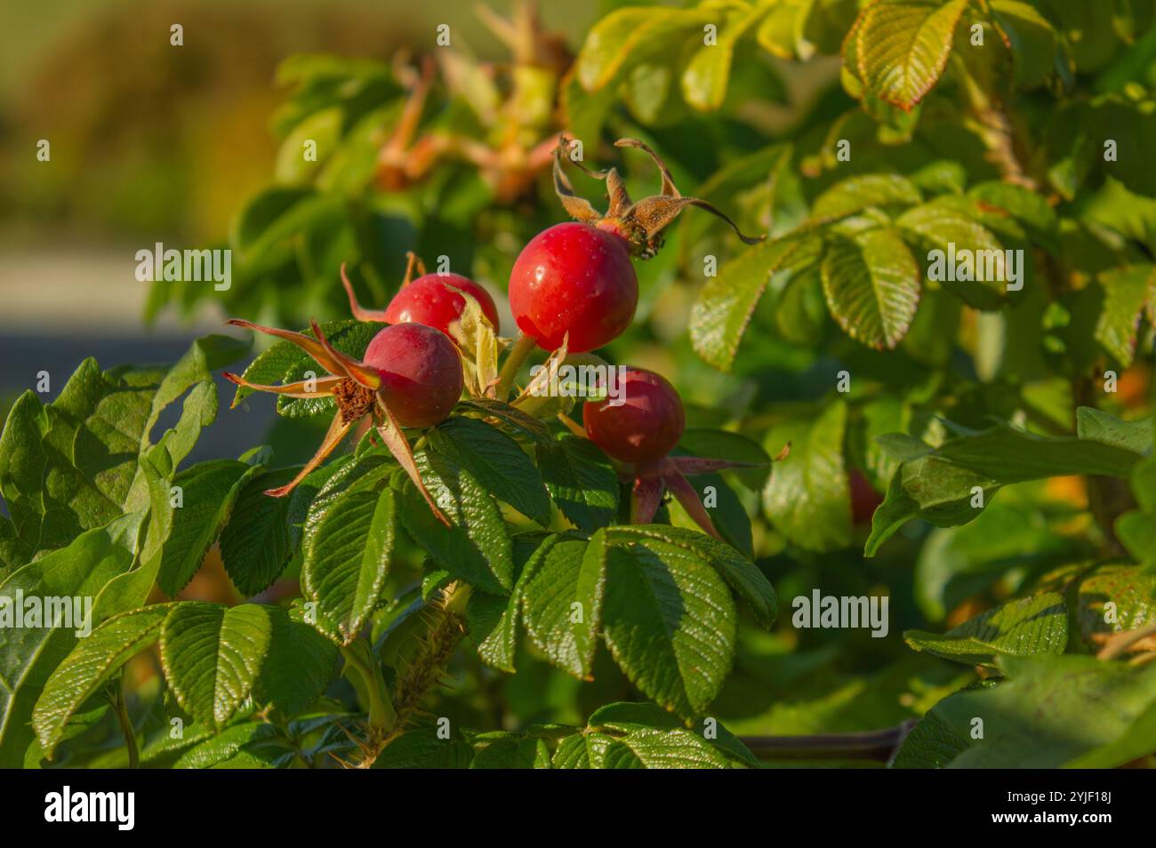 Nahaufnahme Rose Hüften auf grünem Hintergrund. Grüner Blumenhintergrund mit rosa Hüften. Rosa rugosa (Strandrose). Stockfoto
