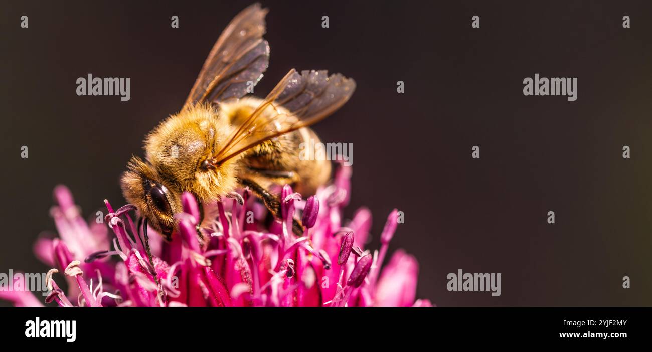 Makrophotographie einer europäischen Honigbiene, die eine purpurrote Knoblauchblume bestäubt. Bienenhintergrund Stockfoto