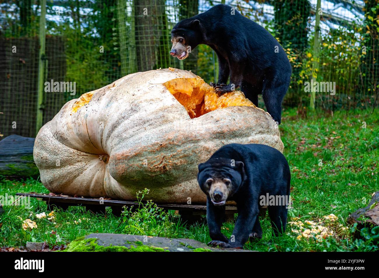 Arnheim, Niederlande. November 2024. Zwei Sonnenbären genießen den Kürbis. Die drei Sonnenbären im Royal Burgers' Zoo trafen auf einen 791 kg schweren riesigen weißen Kürbis in ihrem Außengehege. Mit ihren langen, starken Klauen und geschickten Zungen brachen die Allesfresser schnell auf und fraßen sie auf. Quelle: SOPA Images Limited/Alamy Live News Stockfoto