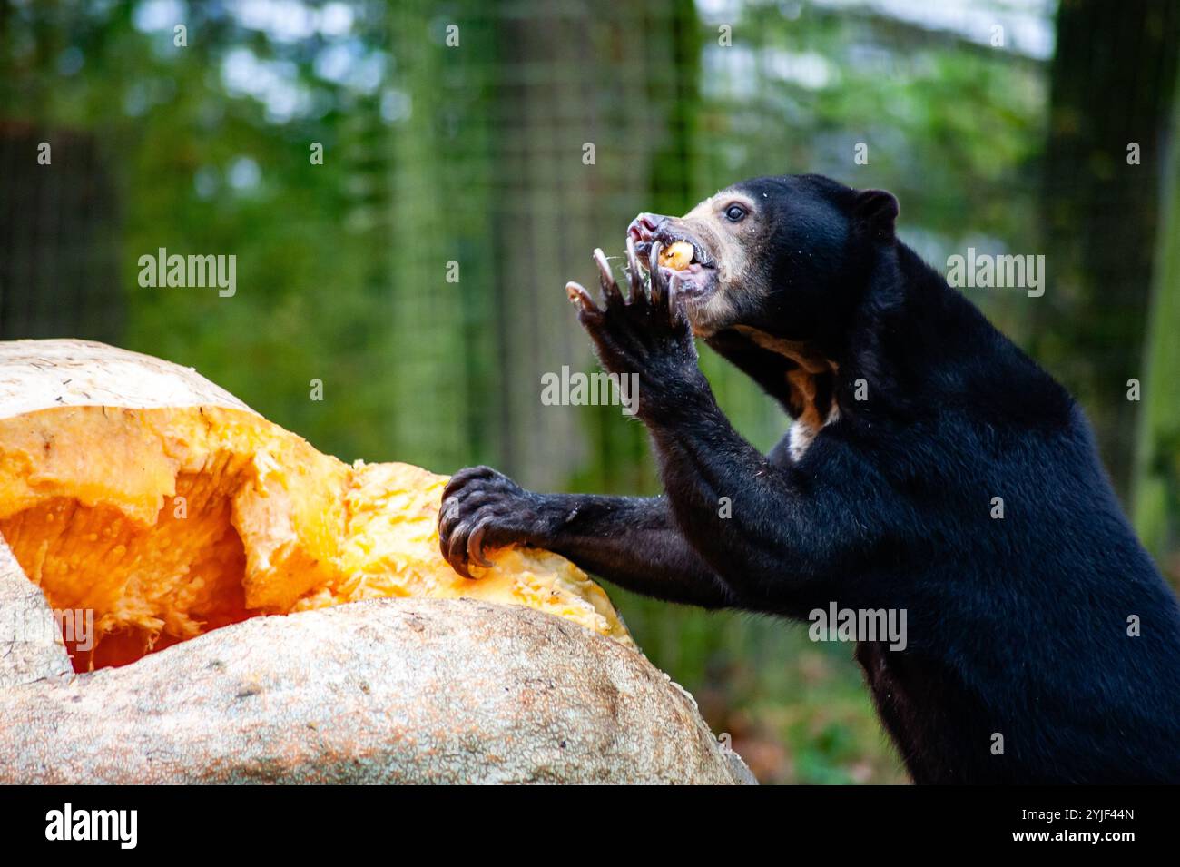Arnheim, Niederlande. November 2024. Ein Sonnenbär wird gesehen, wie er aus seiner Klaue isst. Die drei Sonnenbären im Royal Burgers' Zoo trafen auf einen 791 kg schweren riesigen weißen Kürbis in ihrem Außengehege. Mit ihren langen, starken Klauen und geschickten Zungen brachen die Allesfresser schnell auf und fraßen sie auf. (Foto: Ana Fernandez/SOPA Images/SIPA USA) Credit: SIPA USA/Alamy Live News Stockfoto