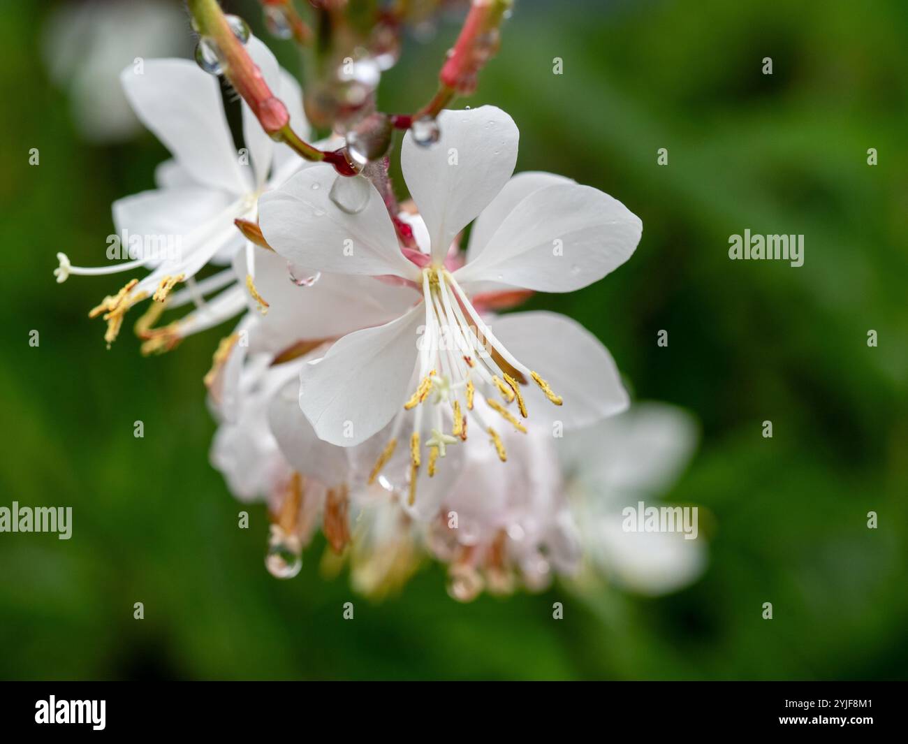 Gaura wirbelnde Schmetterlingsbuschblüten, blassrosa weiße Blüten, nass und frisch mit Wassertropfen nach dem Regen Stockfoto