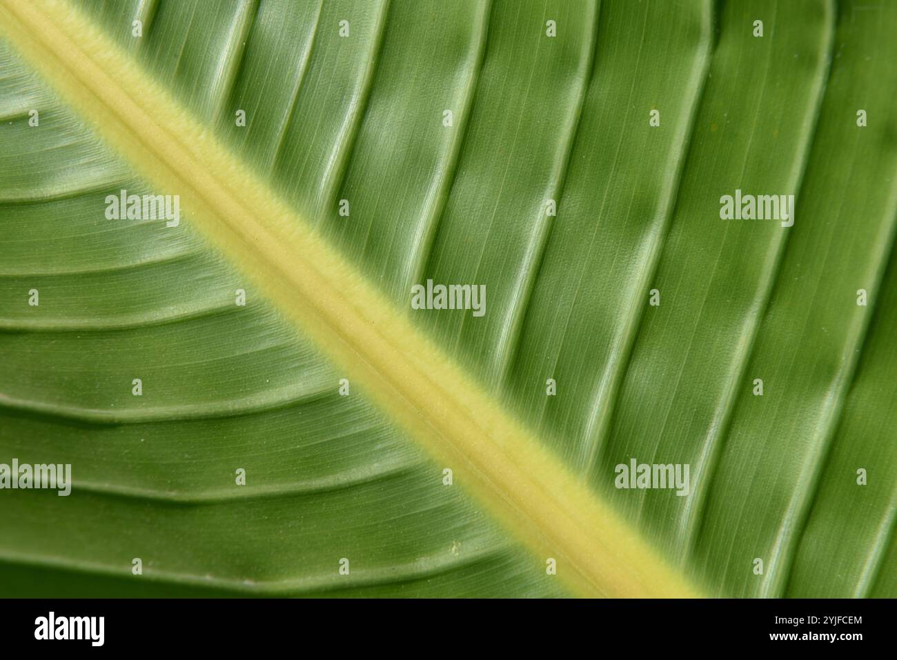 Musa Basjoo, japanisches Bananenblatt, Hardy Fiber Banana, Basjoo Banana Tree Stockfoto