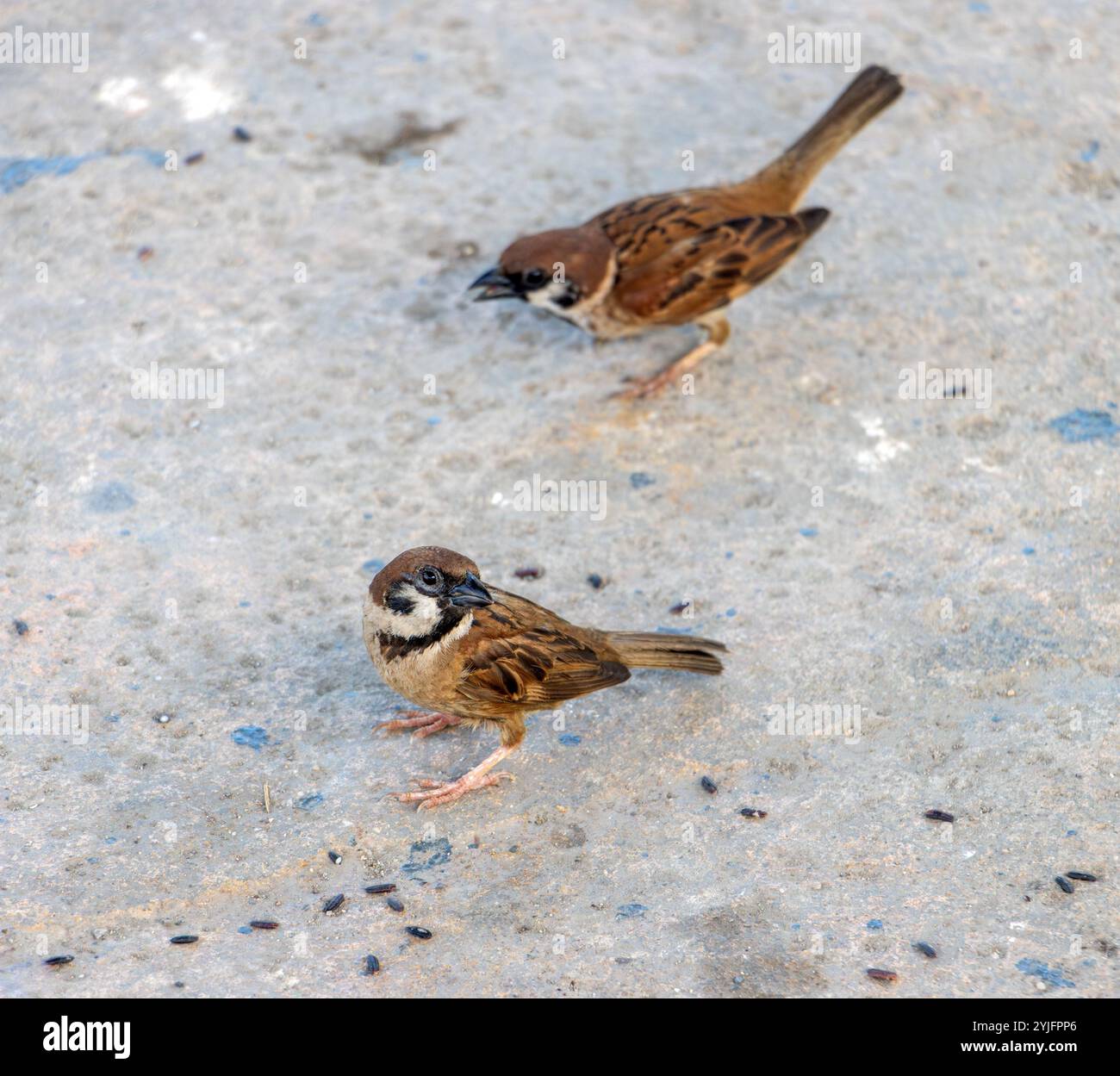 Ein Paar Spatzen sucht auf der Straße nach Essen Stockfoto
