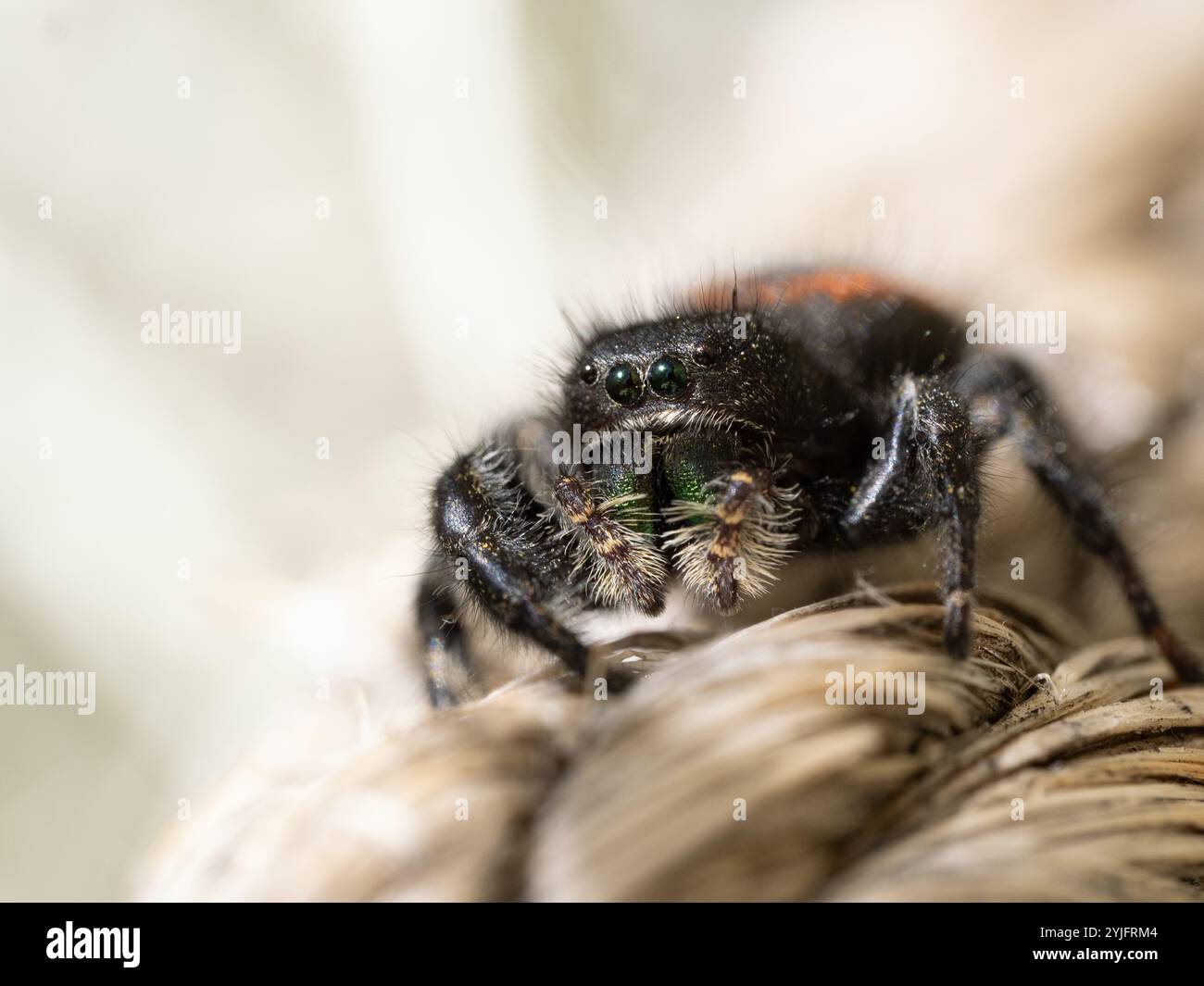 Nahaufnahme einer kühnen springenden Spinne an einem Seil. Fotografiert auf Augenhöhe mit geringer Schärfentiefe. Stockfoto