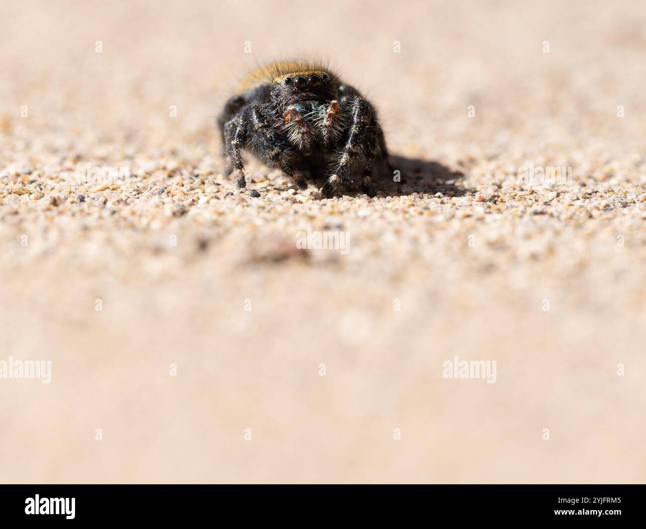 Nahaufnahme einer springenden Spinne auf einer Kieselfläche, die der Kamera zugewandt ist. Fotografiert mit geringer Schärfentiefe. Stockfoto