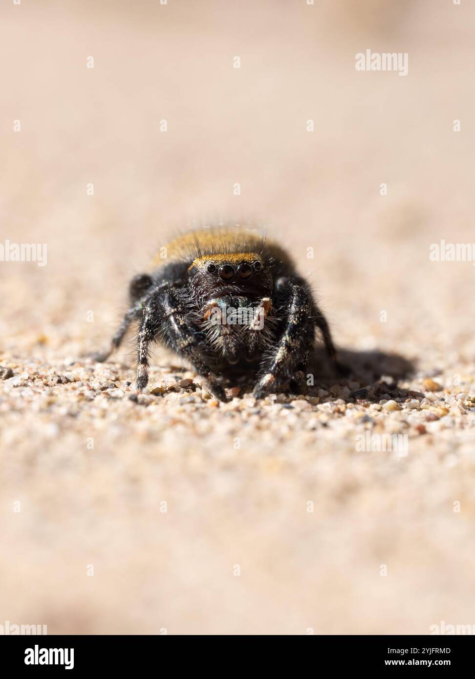 Extreme Nahaufnahme einer springenden Spinne, die auf die Kamera blickt. Fotografiert auf Augenhöhe mit geringer Schärfentiefe. Stockfoto