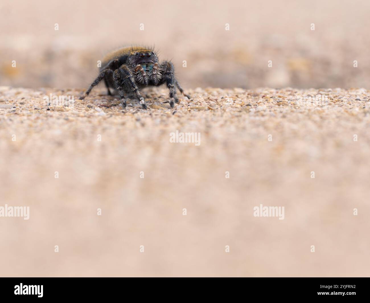 Blick auf Augenhöhe auf eine kühne springende Spinne auf einer Kieseloberfläche. Fotografiert mit geringer Schärfentiefe in Montana. Stockfoto