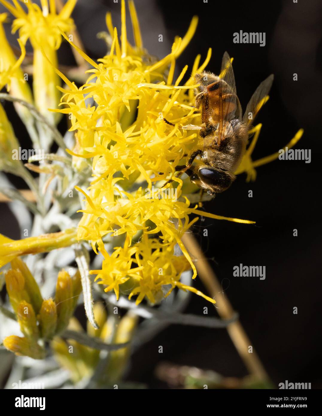 Die Honigbiene sammelt Pollen aus den gelben Blüten einer Gummikanbitbürste in Montana. Stockfoto