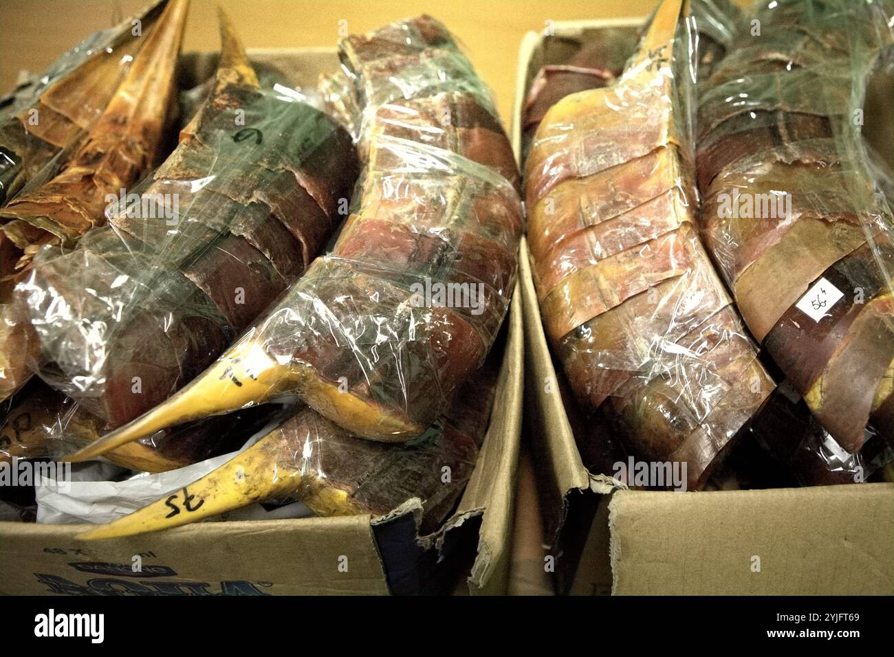 Schnäbel von Nashornvögeln, die vom Jakarta Soekarno-Hatta International Airport in Jakarta, Indonesien, nach China geschmuggelt wurden. Stockfoto