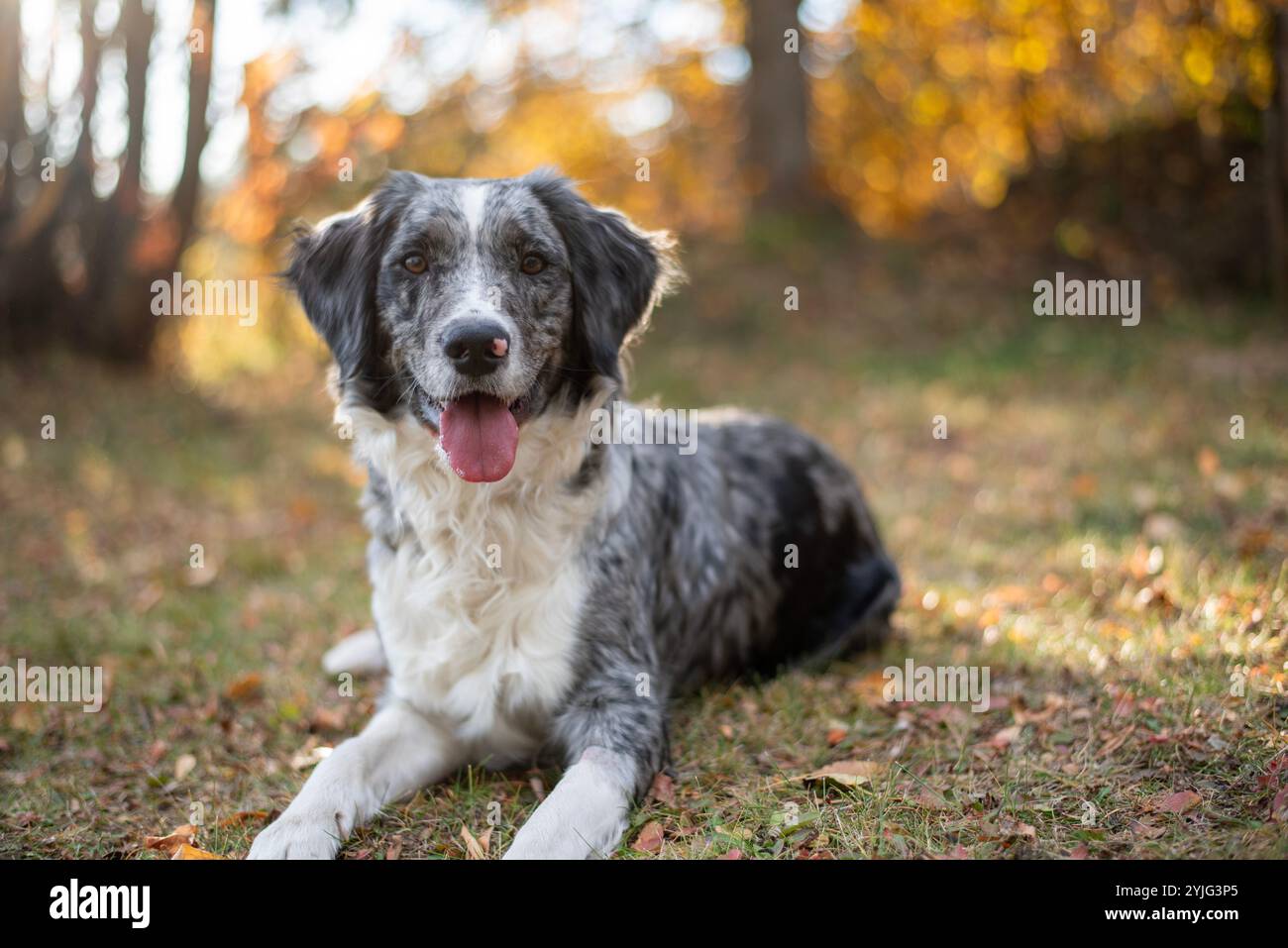 Dog Portrait Australian Shepherd Springer Spanischer Mischhund, der mit der Zunge nach außen liegt und direkt in die Kamera schaut, mit einem Herbstblatt Hintergrund Stockfoto