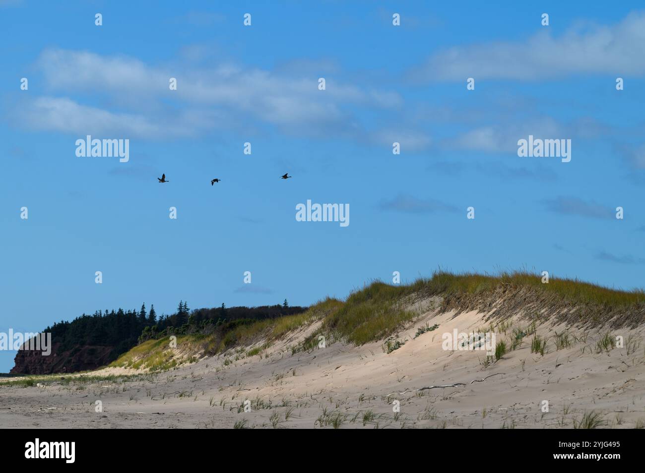 Gänse fliegen über den Strand im Basin Head Provincial Park, Prince Edward Island, Kanada. Stockfoto