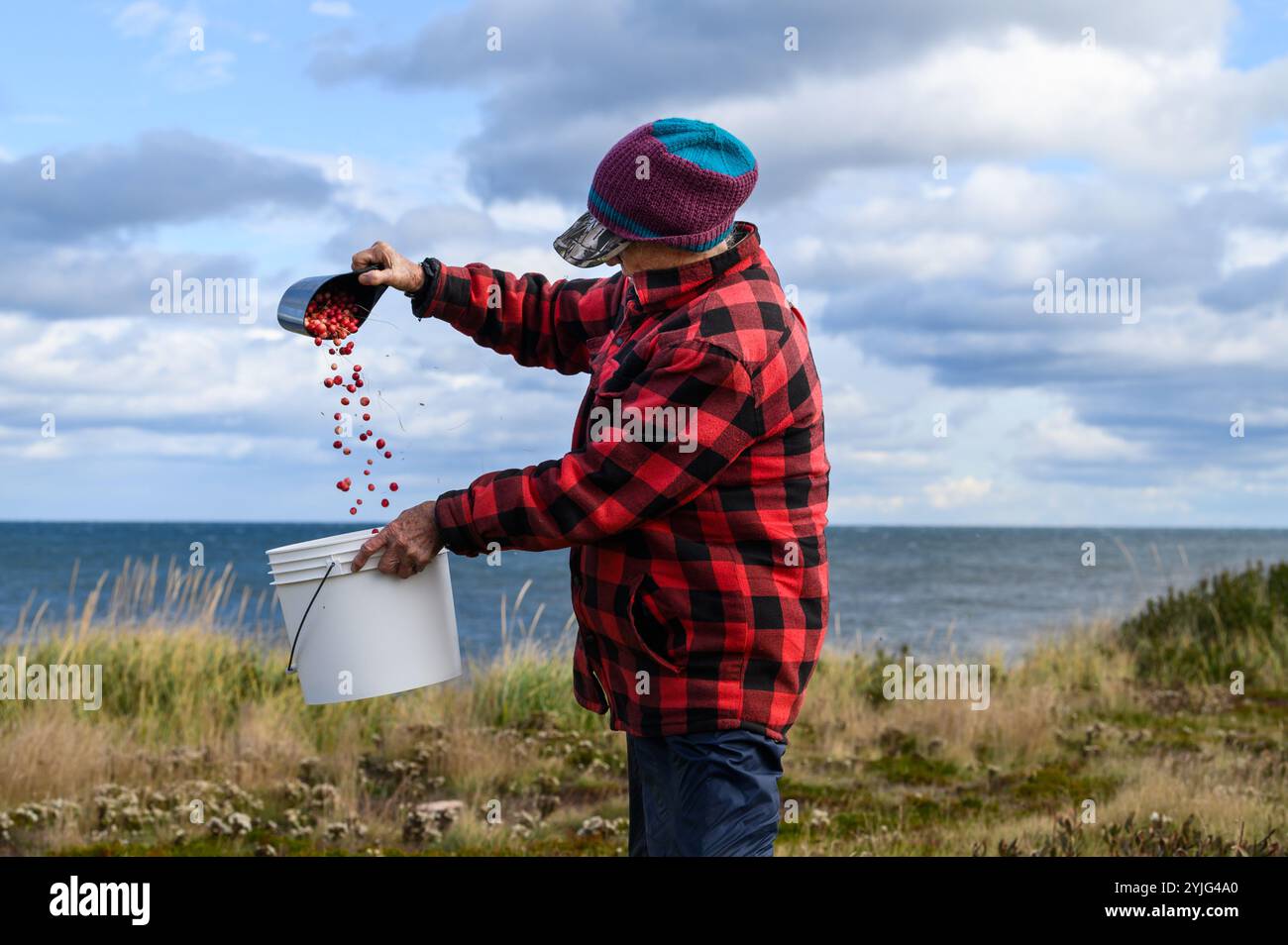 Frisch geerntete wilde Preiselbeeren aus Stöcken, Stielen und Blättern an einem windigen Tag auf Prinz Edward Island, Kanada. Stockfoto