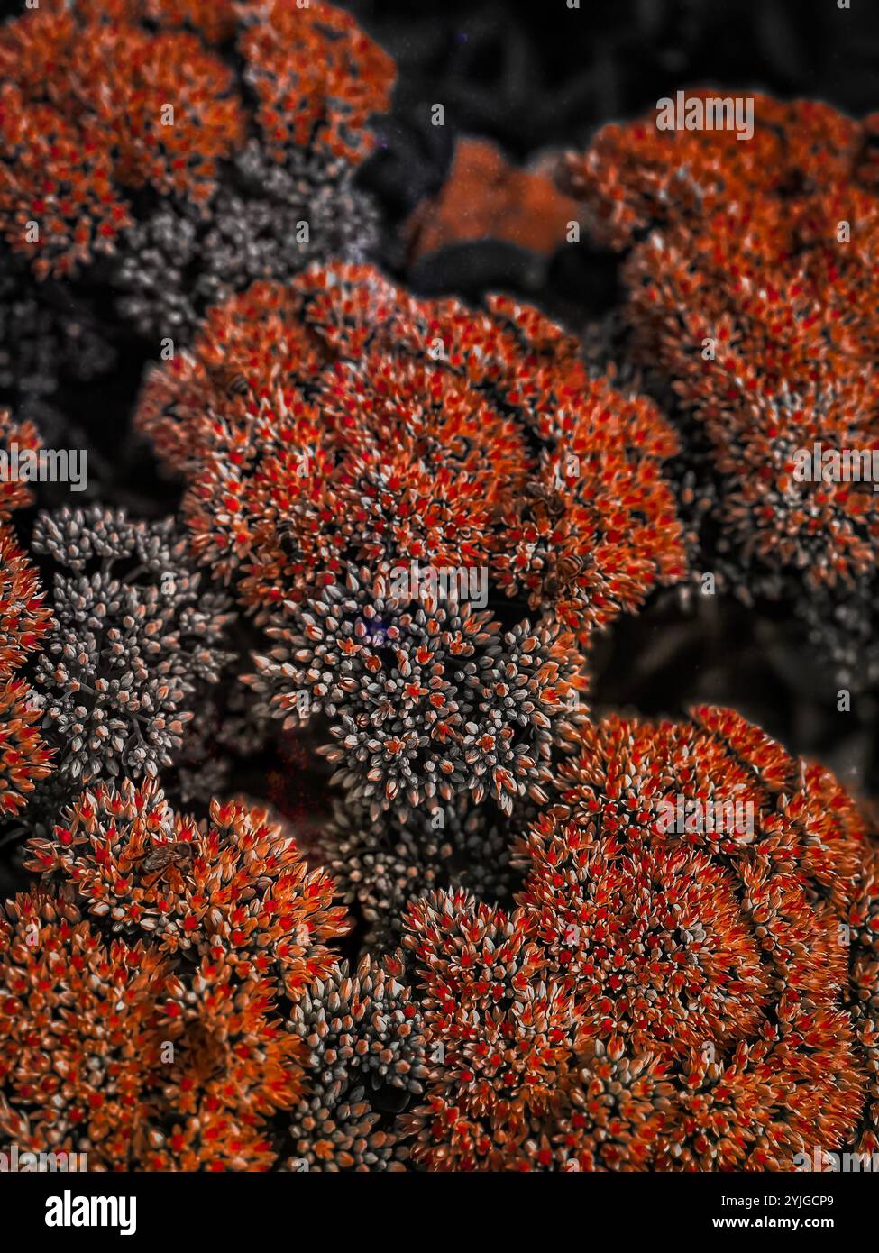 Nahaufnahme von Herbstblüten mit Farbakzenten, die einen Tiefensprung in einer abstrakten Welt schaffen. - Smartphone-aufgenommenes Stockfoto