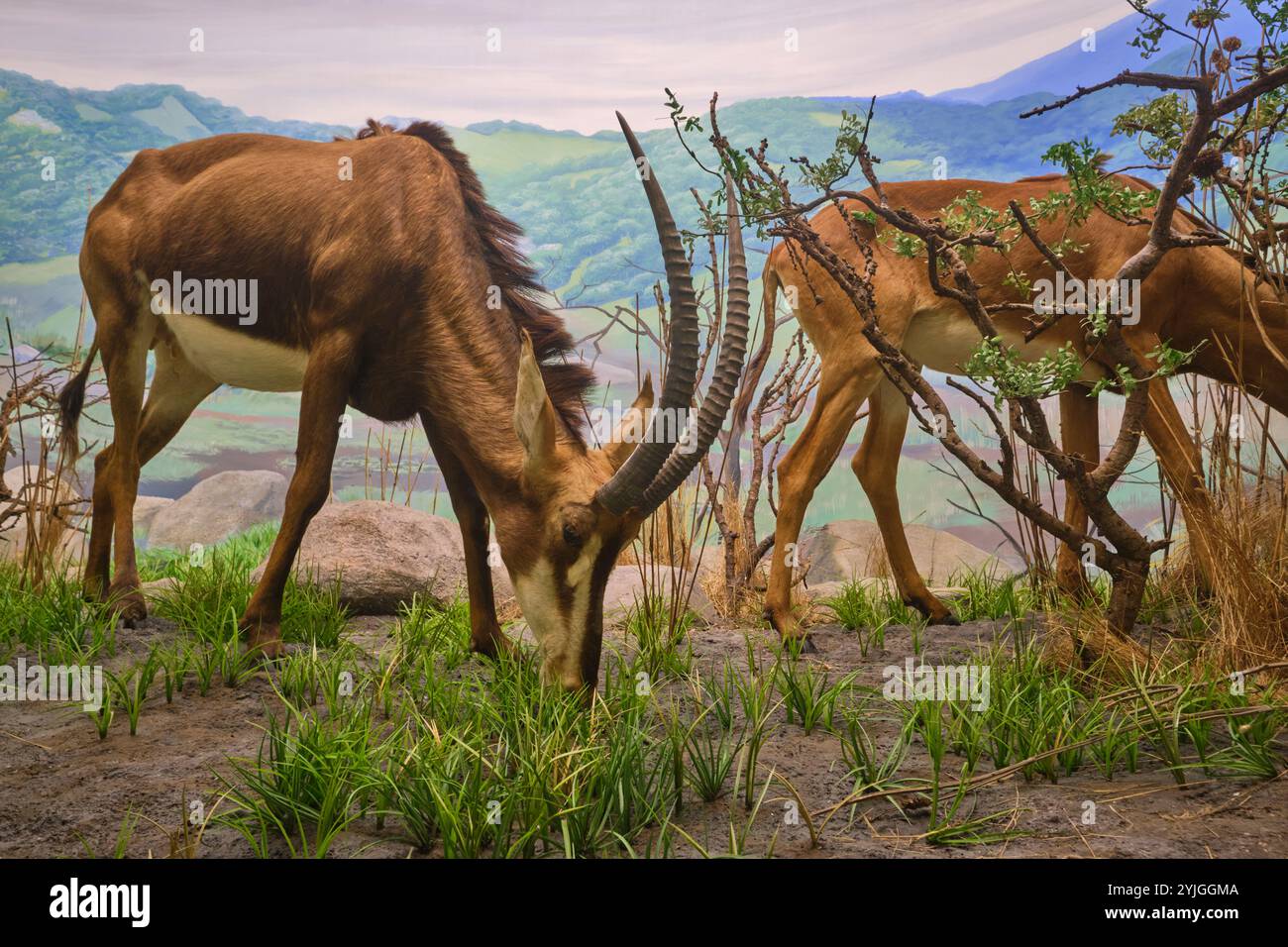 Die königliche Sable Antilope mit großen Hörnern. Ein afrikanisches Diorama im Naturkundemuseum der California Academy of Sciences in San Francisco. Stockfoto