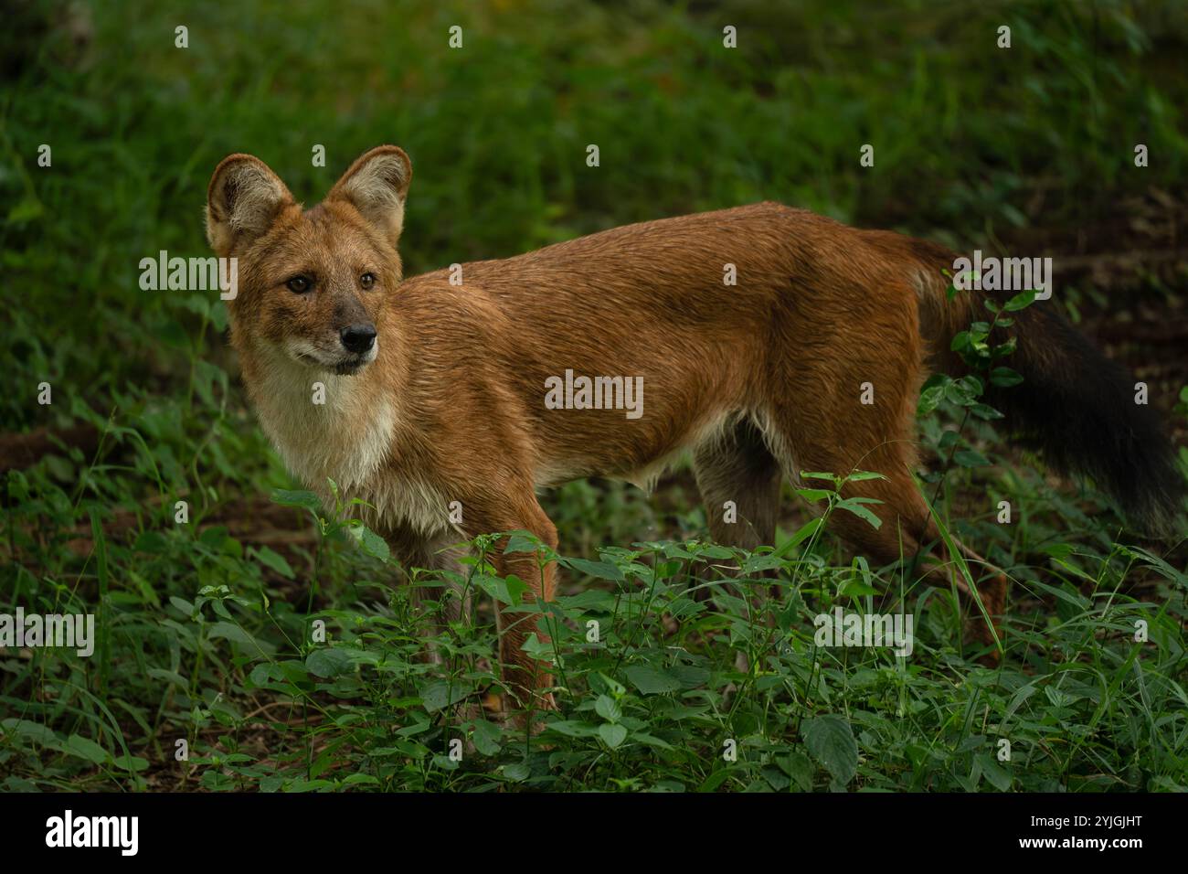 Das Loch ist ein Kanid, der in Süd-, Ost- und Südostasien beheimatet ist. Er jagt in Rudeln von 15 bis 60 oder mehr und kommt in Teilen Afrikas, Südens- und Asiens vor. Stockfoto