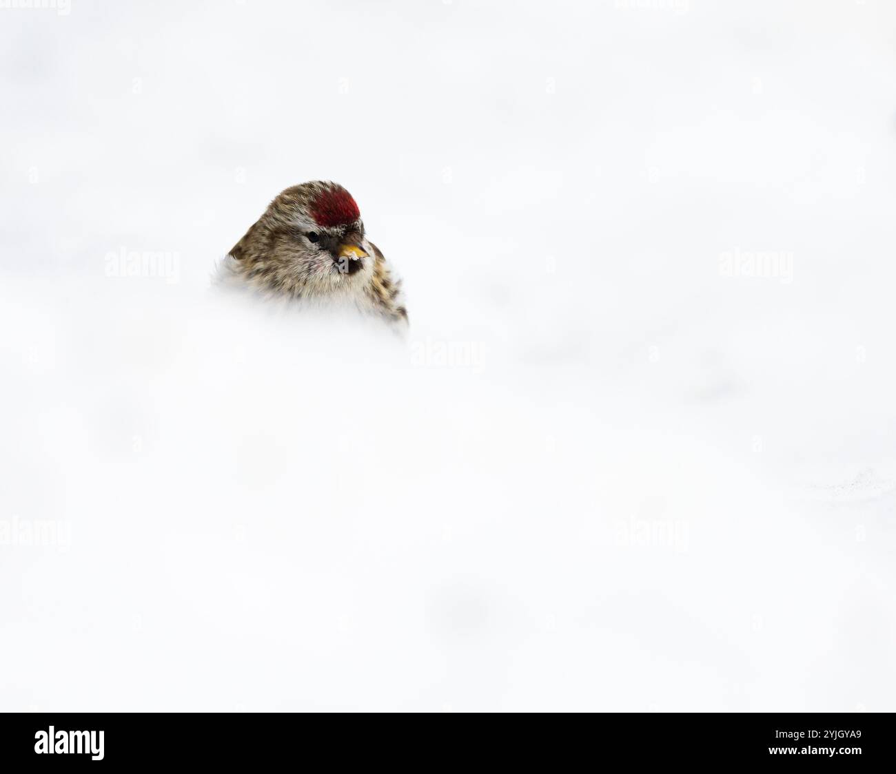 Vogel Carduelis flammea Stockfoto