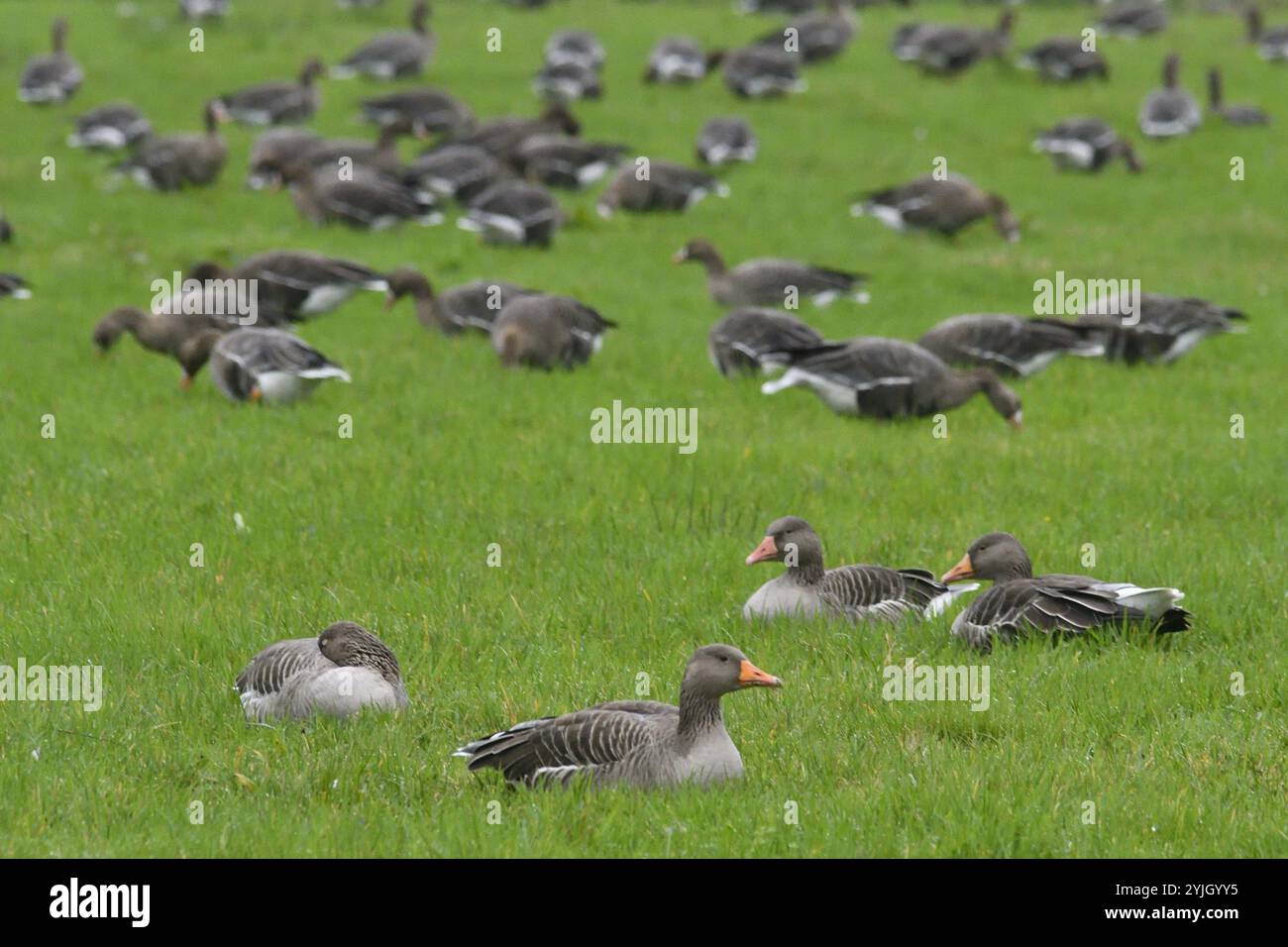 TERHEIJDEN - große Herde von Graugänsen auf der Wiese bei Terheijden. ANP / Hollandse Hoogte / Erald van der AA netherlands Out - belgien Out Stockfoto