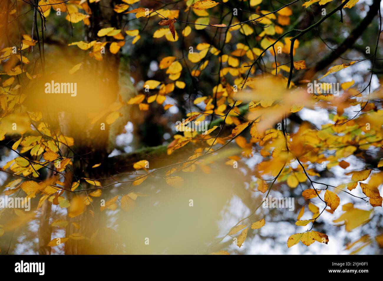 Goldene Herbstblätter reflektieren sich in stilem Wasser mit warmem Sonnenlicht, das durch Äste filtert Stockfoto Goldene Herbstblätter reflektieren sich in stilem Wasser mit warmem Sonnenlicht, das durch Äste filtert Stockfoto