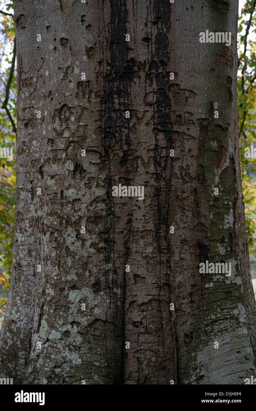 Nahaufnahme der verwitterten Baumrinde mit natürlichen Mustern und Texturen im Lake District Wald Stockfoto