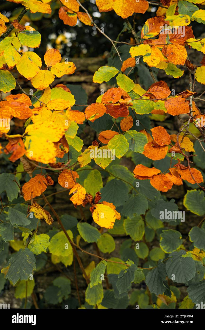 Farbenfrohe Herbstblätter mit goldenen und orangen Farben auf den Waldzweigen des Lake District Stockfoto Farbenfrohe Herbstblätter mit goldenen und orangen Farben auf den Waldzweigen des Lake District Stockfoto